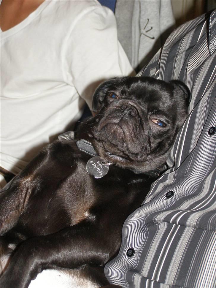 Mops Bello  - hygge med morfar :) billede 20