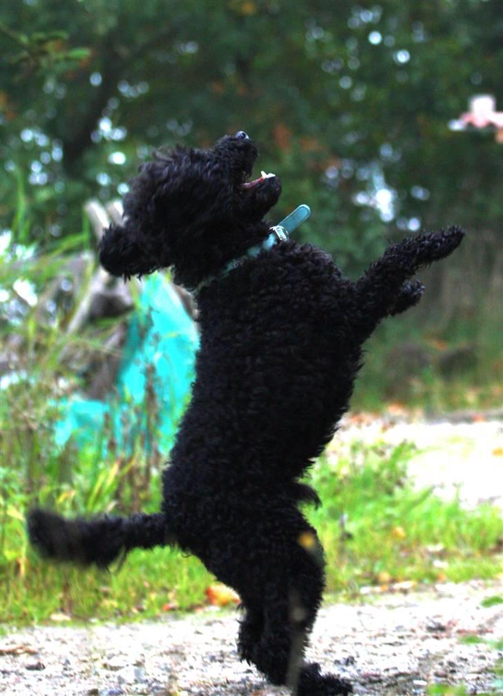 Dværgpuddel Max - Max går på bagben :) Foto: Mathias Dalmose. billede 6