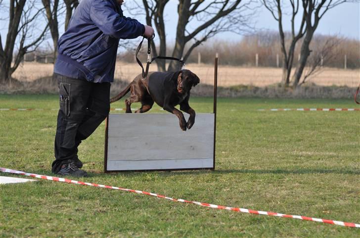 Blanding af racer King billede 1