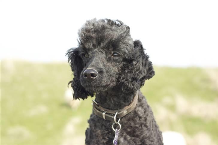 Dværgpuddel Max - Smukke Max :) Foto: Mathias Dalmose. billede 5