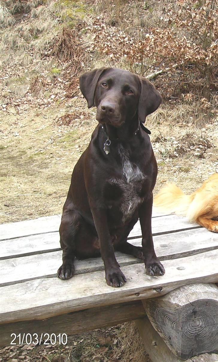 Blanding af racer King billede 2