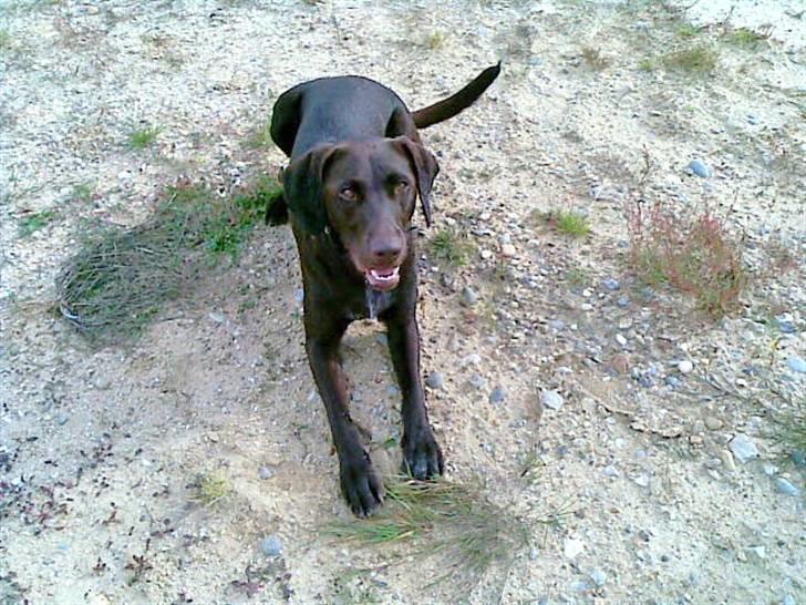 Blanding af racer King billede 3