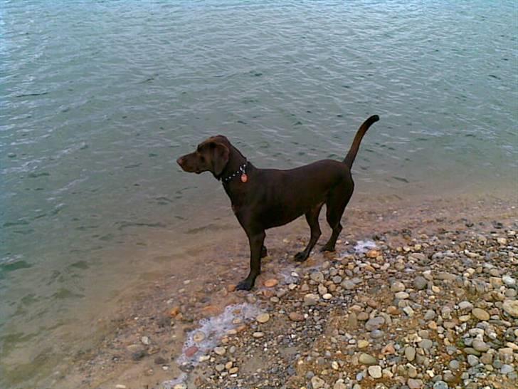 Blanding af racer King billede 4