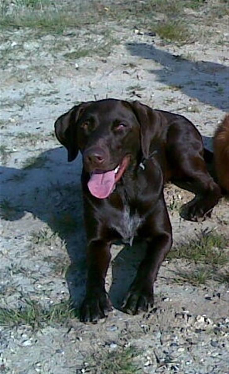 Blanding af racer King billede 5