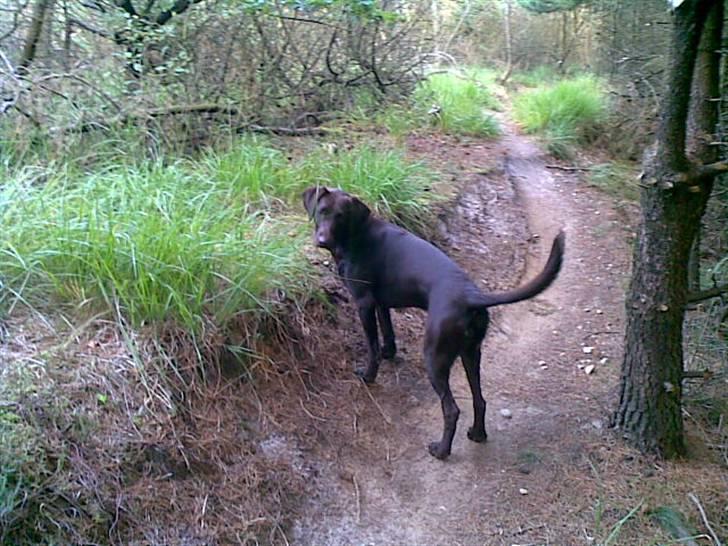 Blanding af racer King billede 6