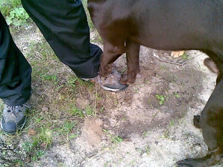 Blanding af racer King billede 7