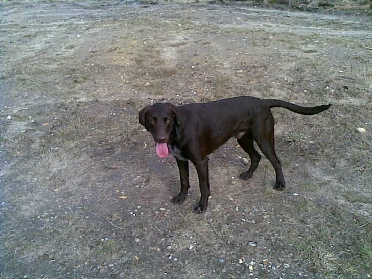 Blanding af racer King billede 8