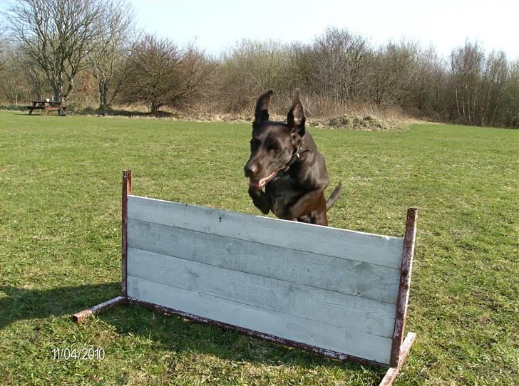 Blanding af racer King billede 9