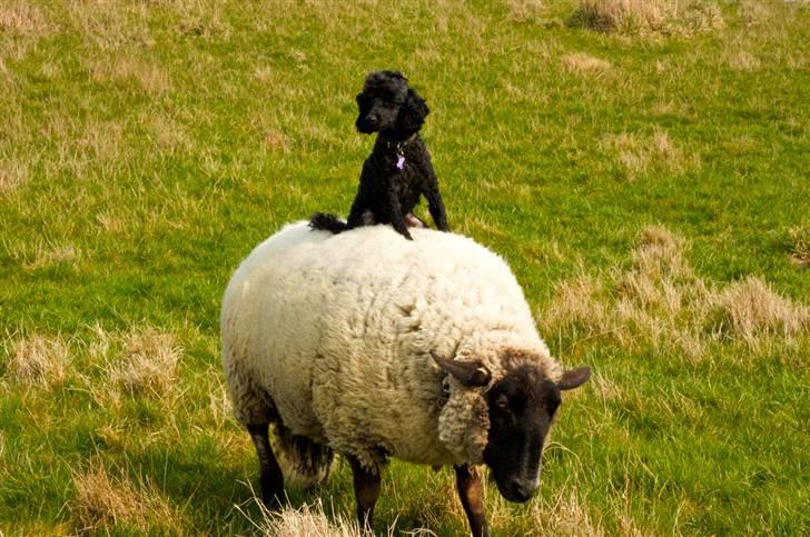 Dværgpuddel Max - Max og Lukas :) <3 Foto: Mathias Dalmose. billede 7