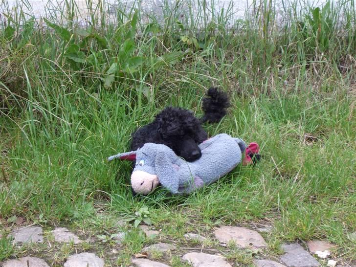 Dværgpuddel Max - Max hygger sig med æsel :) Foto: Lærke Akita Dalmose. billede 8