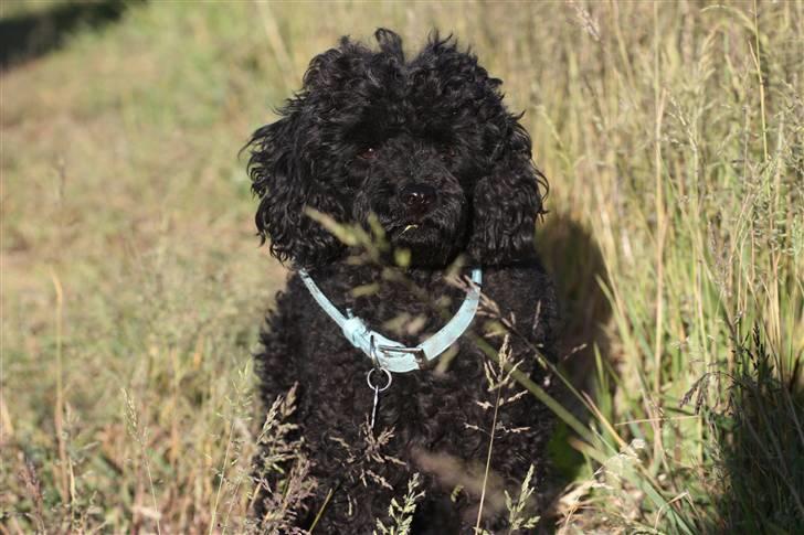 Dværgpuddel Max - Max med stor paryk :) Foto: Mathias Dalmose. billede 9