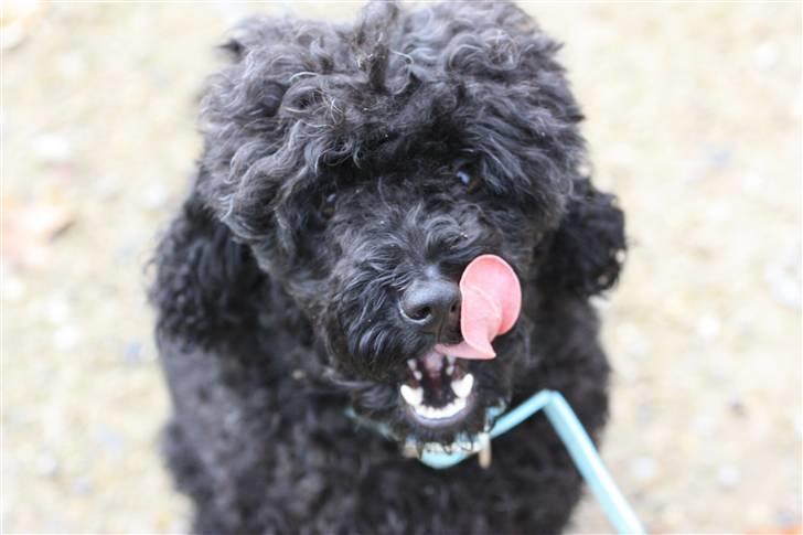 Dværgpuddel Max - Mmmm... :) Foto: Mathias Dalmose. billede 12