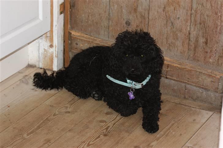 Dværgpuddel Max - Foto: Mathias Dalmose. billede 10