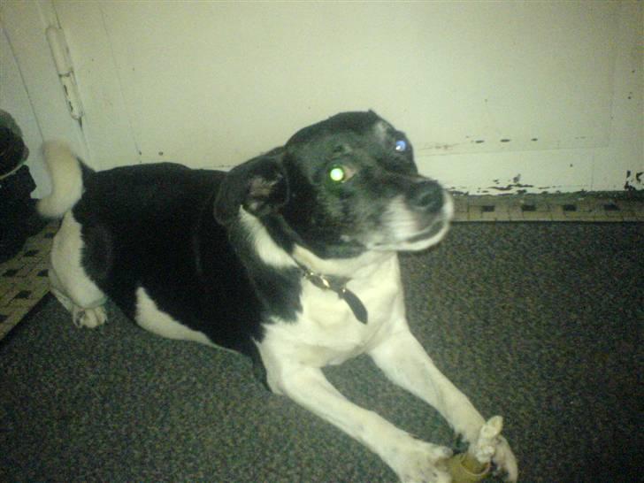 Dansk svensk gaardhund sofus billede 1