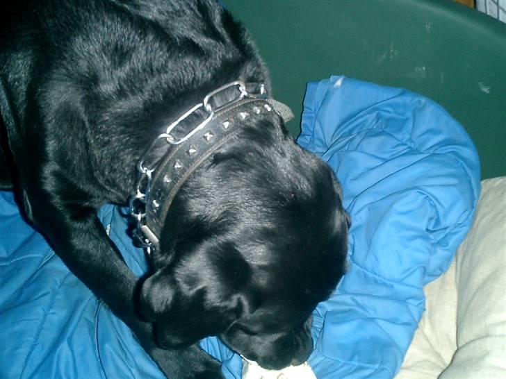 Labrador retriever Bulder billede 1