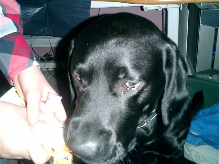 Labrador retriever Bulder billede 2