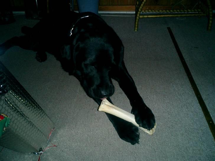 Labrador retriever Bulder billede 3