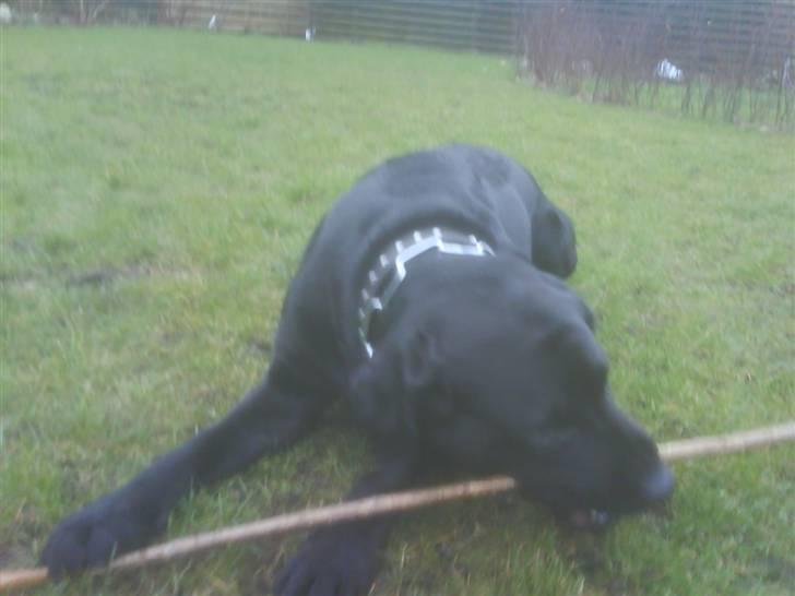 Labrador retriever Bulder billede 4