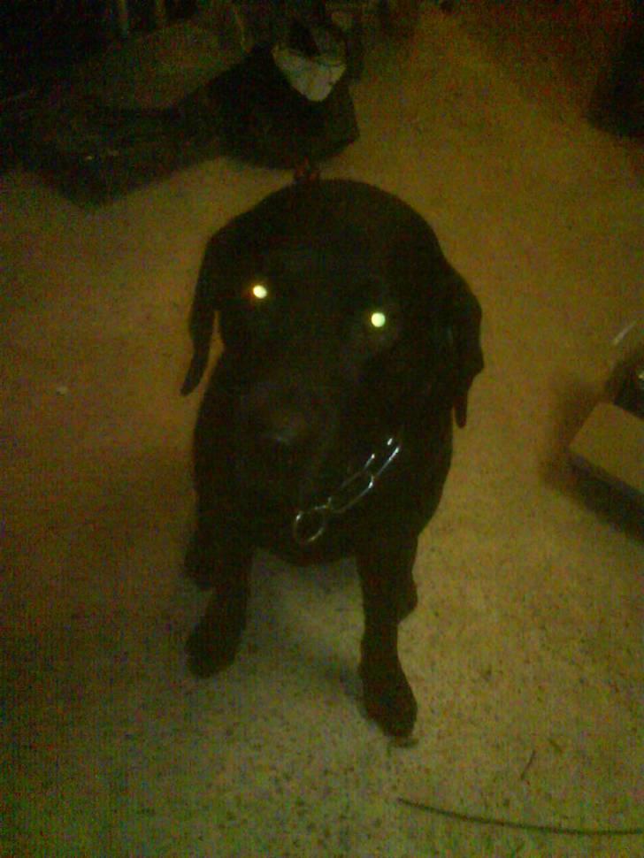 Labrador retriever Bulder billede 5