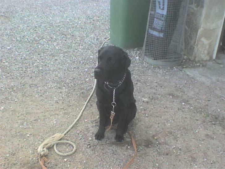 Labrador retriever Bulder billede 6