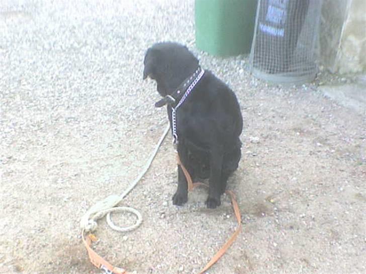 Labrador retriever Bulder billede 7