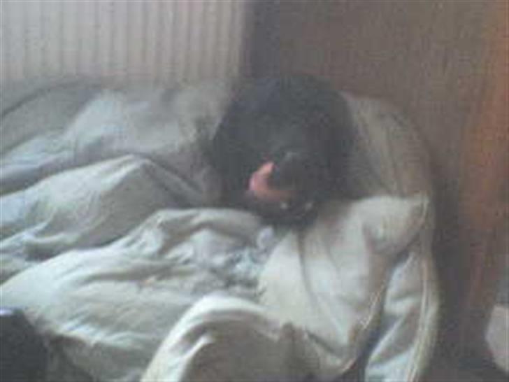 Labrador retriever Bulder billede 8