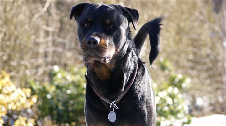 Rottweiler Simba - 2,5 år billede 7