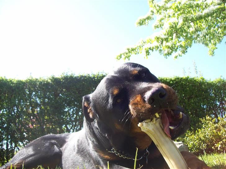 Rottweiler Simba - 18 måneder billede 8