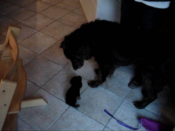 Blanding af racer Simba - Simba siger hej til Buller.. billede 13