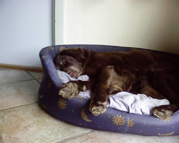 Blanding af racer Simba - En meget træt Simba! billede 14