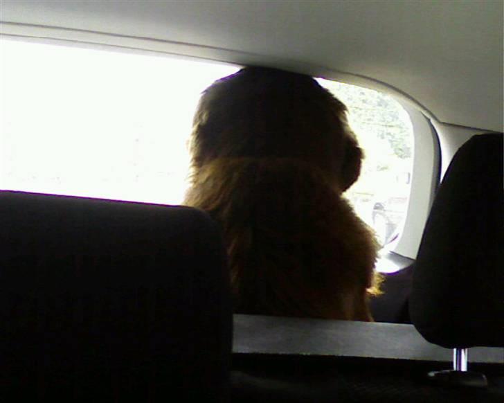 Blanding af racer Simba - Simba er ude at kører bil.. billede 15