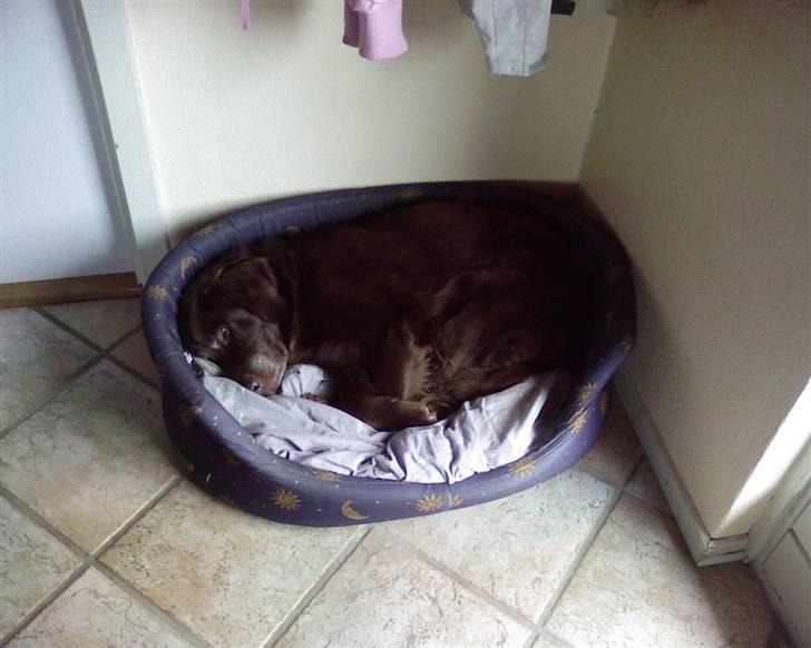 Blanding af racer Simba billede 16