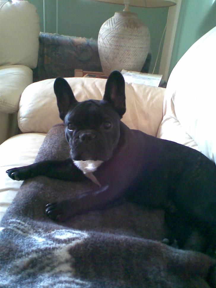 Fransk bulldog Absalon ( Otto )  billede 12