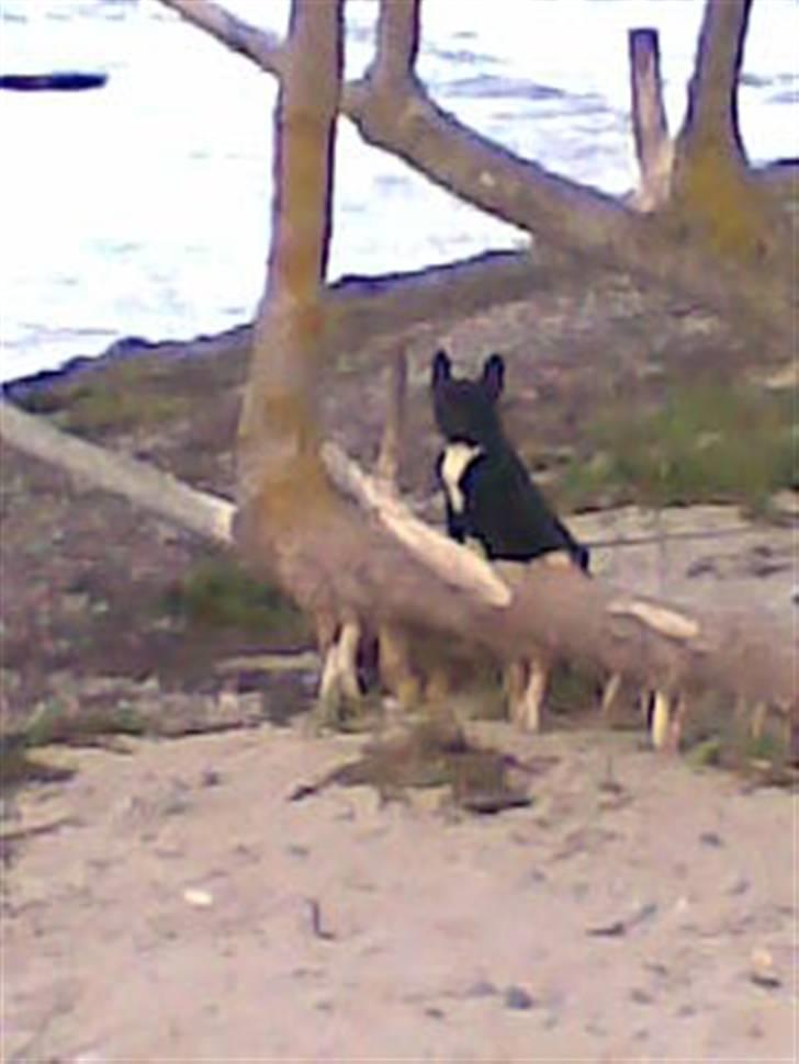 Fransk bulldog Absalon ( Otto )  billede 13