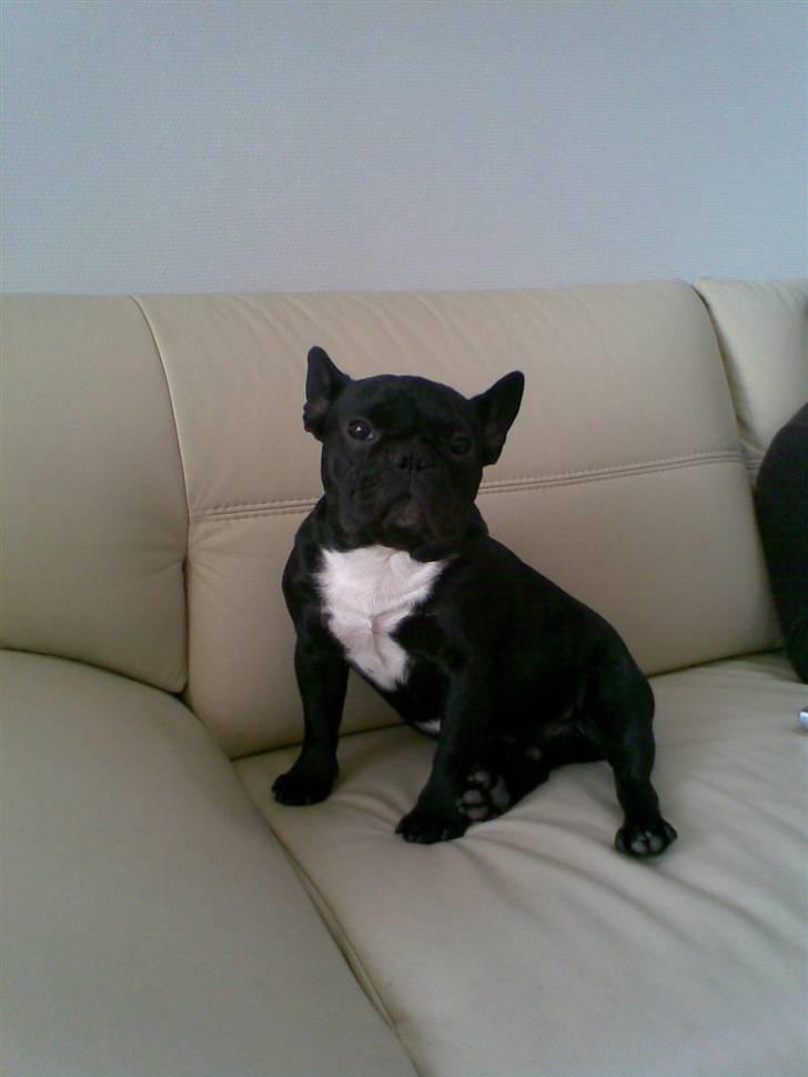Fransk bulldog Absalon ( Otto )  billede 14