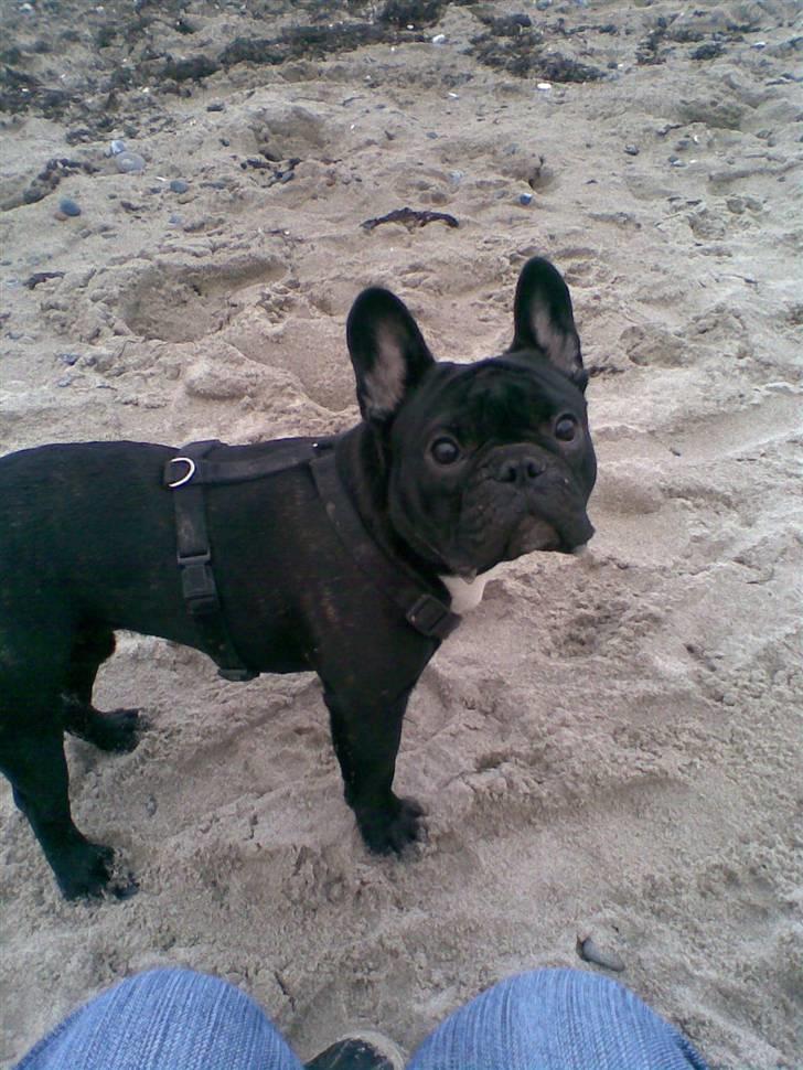 Fransk bulldog Absalon ( Otto )  billede 15