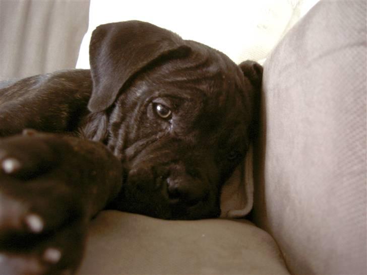 Cane corso Beebob *HIMMELHUND* - 3 mdr. Lille mig i sofaen... billede 1