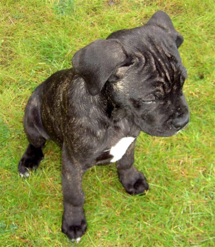 Cane corso Beebob *HIMMELHUND* - Se hvor rynket jeg er i hoved når jeg sidder i haven og funderer over livet billede 2