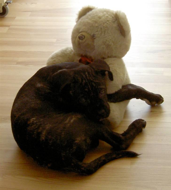 Cane corso Beebob *HIMMELHUND* - Det var sådan en dejlig bamse at putte med billede 3