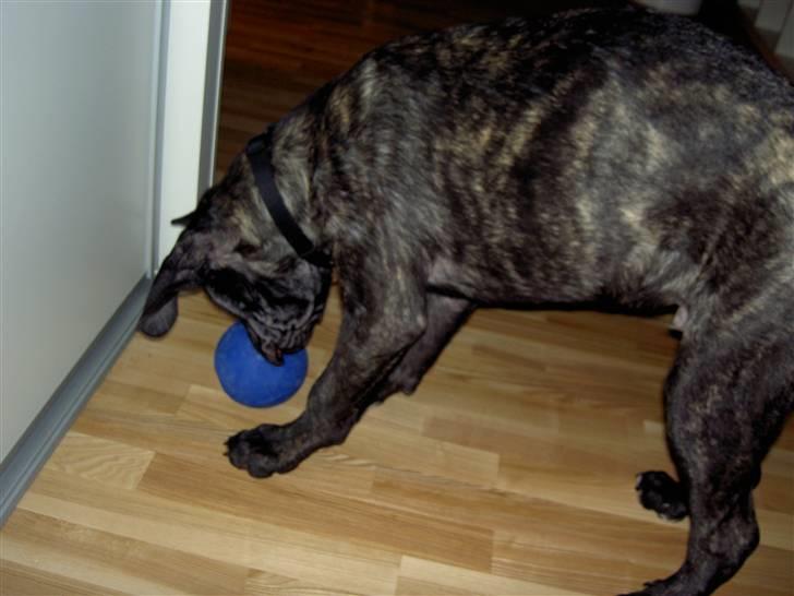 Cane corso Beebob *HIMMELHUND* - Kunne der evt. være mad i denne runde ting billede 4