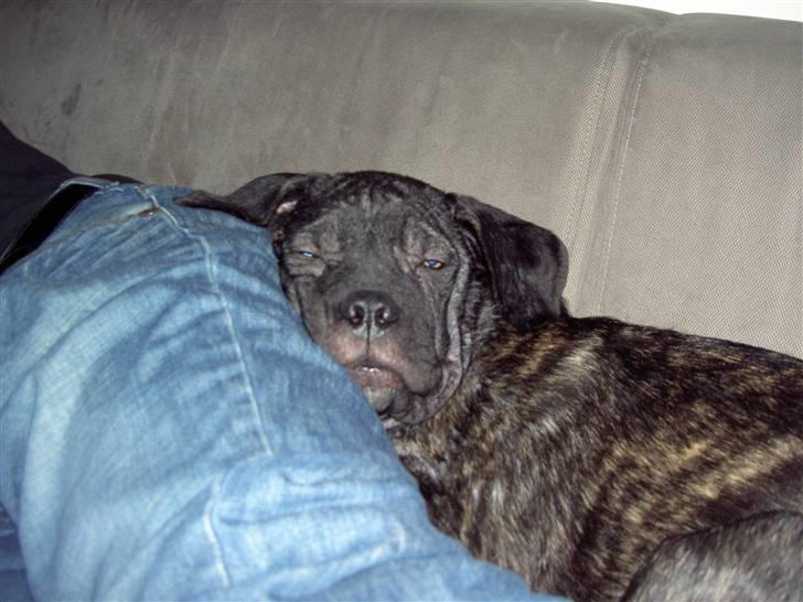 Cane corso Beebob *HIMMELHUND* - Her ligger man da også meget godt billede 5