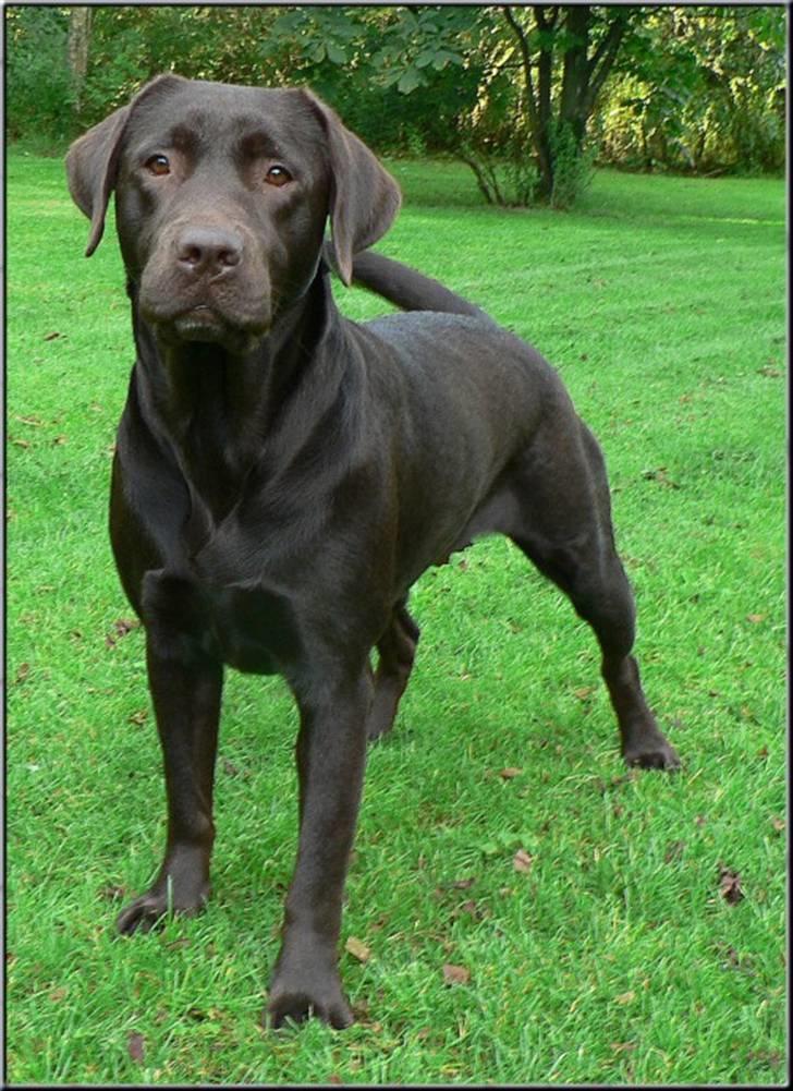 Labrador retriever Mokka - Mokka på plænen, klar til dagens arbejde! billede 1