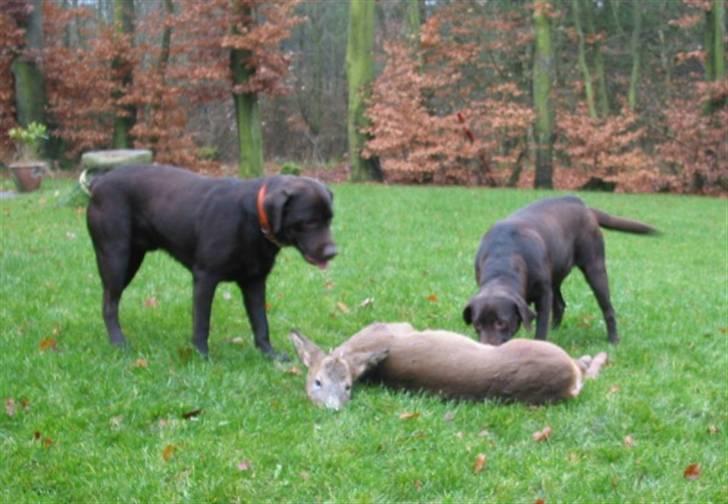 Labrador retriever Mokka - Mokka og Boston tjekker dagens buk! billede 2