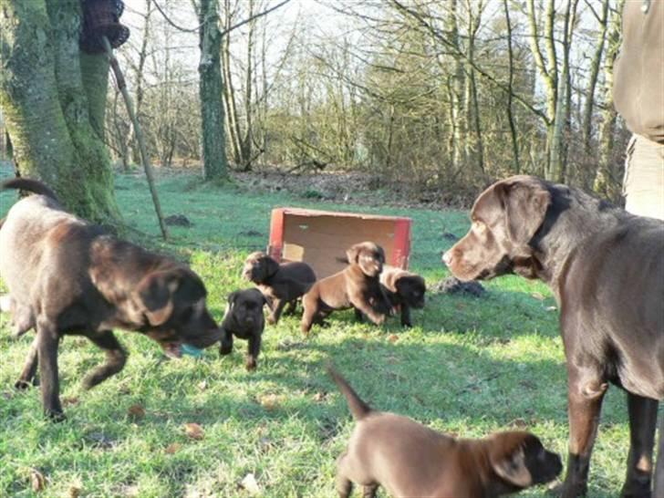 Labrador retriever Mokka - Der leges i haven! billede 3