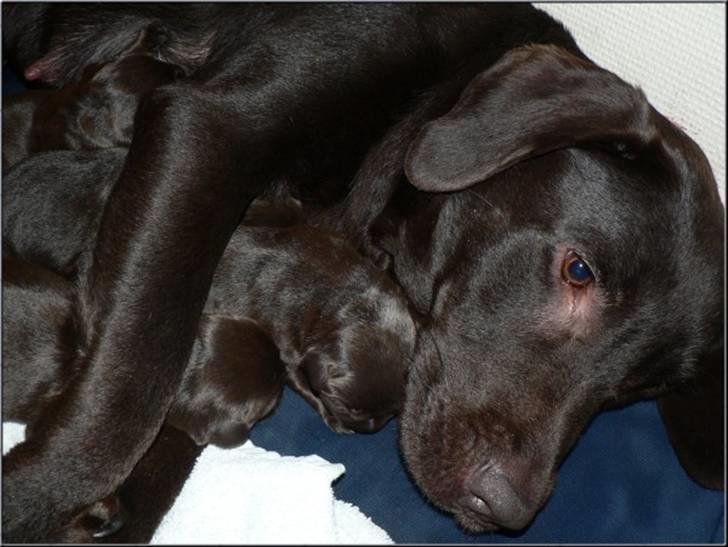 Labrador retriever Mokka - Mokka hygger på køkkengulvet med et par af hvalpene billede 4