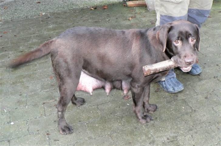Labrador retriever Mokka - Selv om man har hvalpe, kan man jo godt være legesyg! billede 5