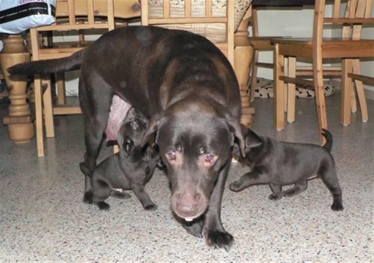 Labrador retriever Mokka - Sådan kan man jo ogdå fodre sine børn! billede 6