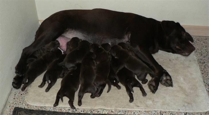 Labrador retriever Mokka - Det er ikke altid lige let at få plads ved mors mælkebar, når man er så mange! billede 7