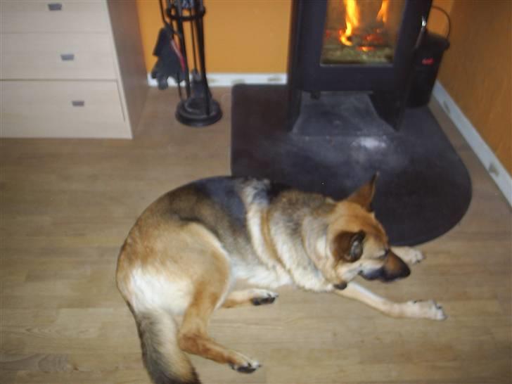 Schæferhund Kia R.I.P - det er dejlig at få varmen når man har været ude i snen billede 10