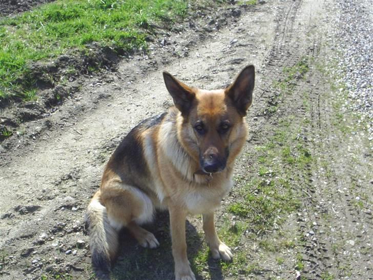 Schæferhund Kia R.I.P - jeg venter! billede 11